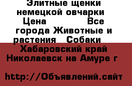 Элитные щенки немецкой овчарки › Цена ­ 30 000 - Все города Животные и растения » Собаки   . Хабаровский край,Николаевск-на-Амуре г.